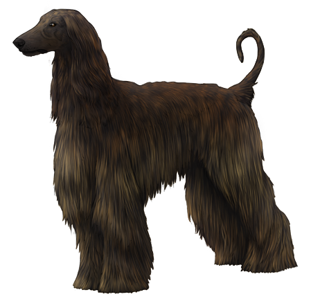 Afghan Hound