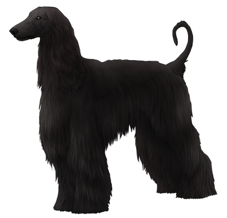 Afghan Hound