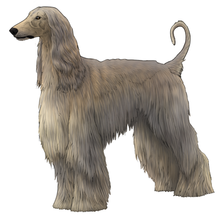 Afghan Hound