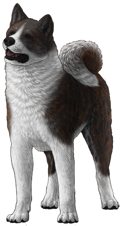 Akita