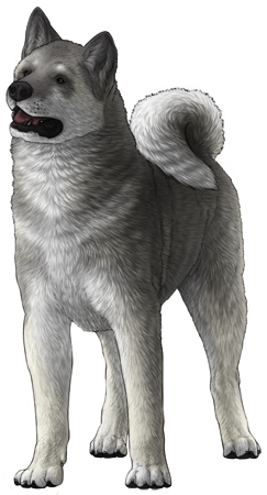 Akita