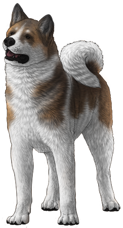 Akita