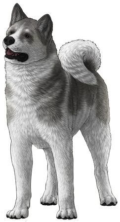 Akita