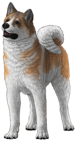Akita