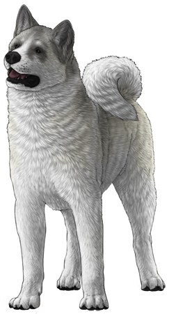 Akita