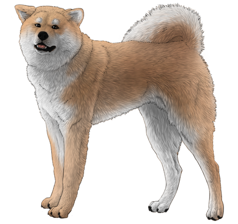 Akita Inu