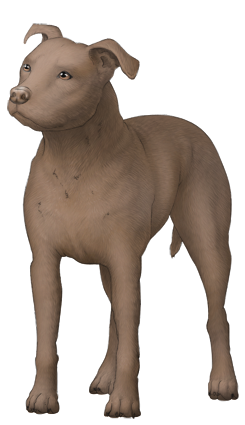 American Pit Bull Terrier