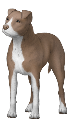 American Pit Bull Terrier