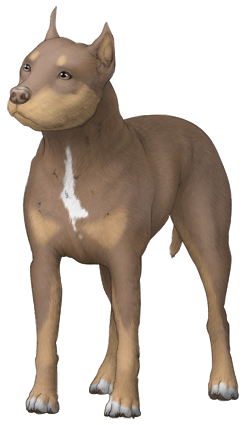 American Pit Bull Terrier