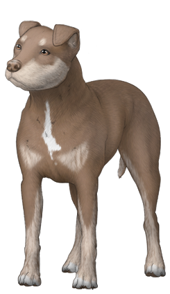 American Pit Bull Terrier