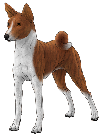 Basenji