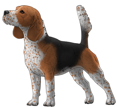 Beagle