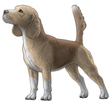 Beagle