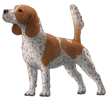 Beagle