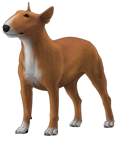Bull Terrier