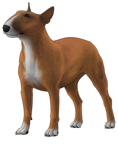 Bull Terrier