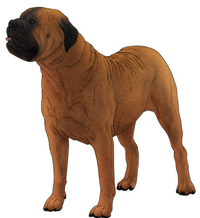 Bullmastiff