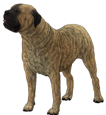 Bullmastiff