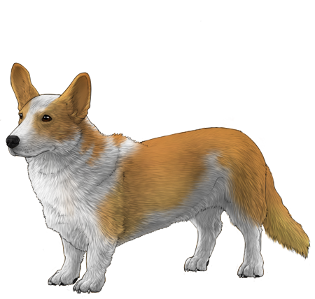 Cardigan Welsh Corgi