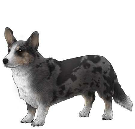 Cardigan Welsh Corgi