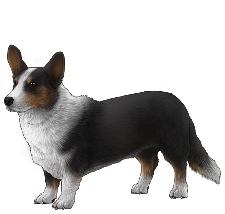 Cardigan Welsh Corgi