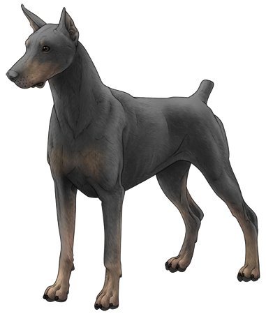 Doberman Pinscher