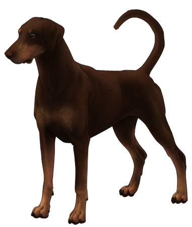 Doberman Pinscher