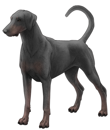 Doberman Pinscher