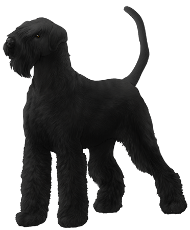 Giant Schnauzer