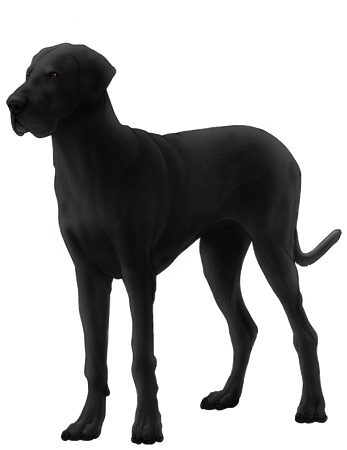 Great Dane
