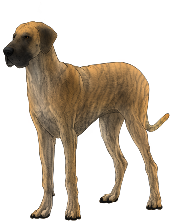 Great Dane