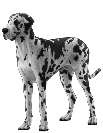 Great Dane