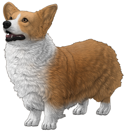 Pembroke Welsh Corgi