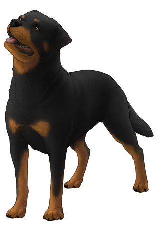 Rottweiler