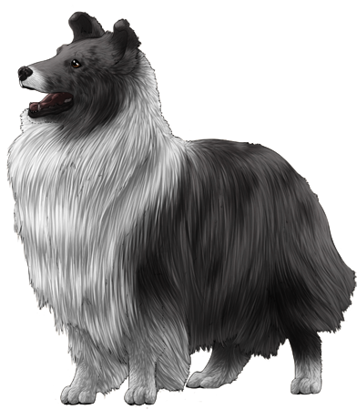 Shetland Sheepdog