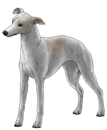 Whippet