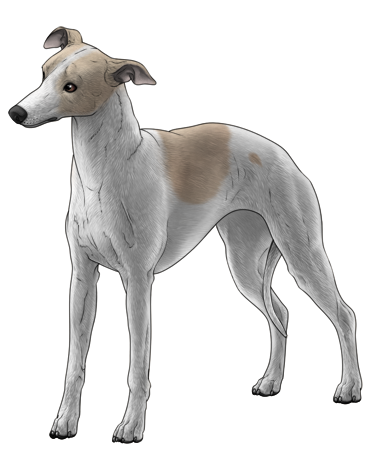 Whippet