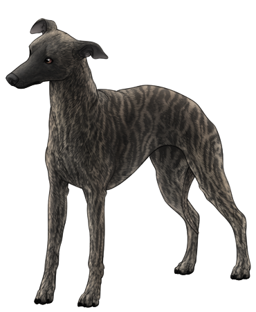 Whippet