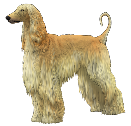 Afghan Hound