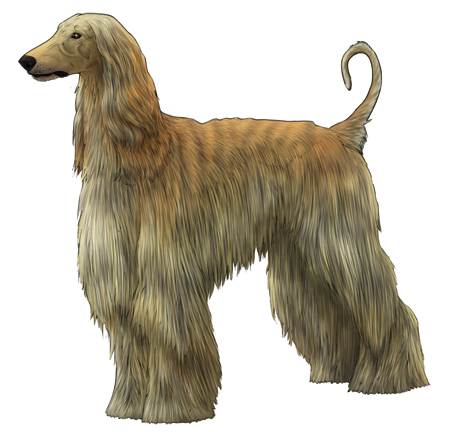 Afghan Hound