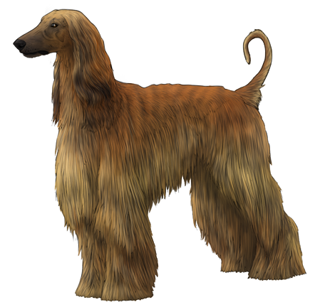 Afghan Hound