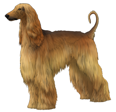 Afghan Hound