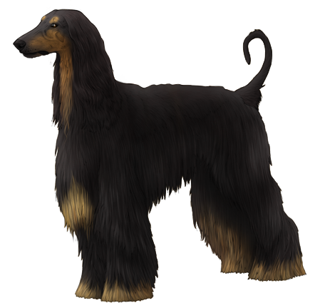 Afghan Hound
