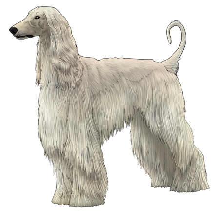 Afghan Hound