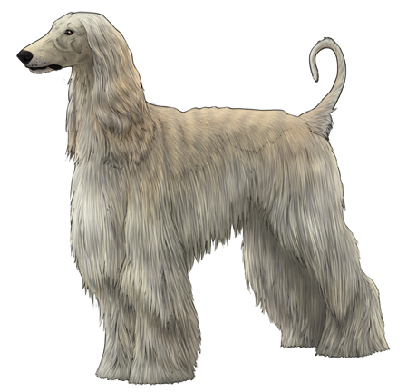 Afghan Hound