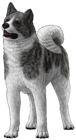 Akita