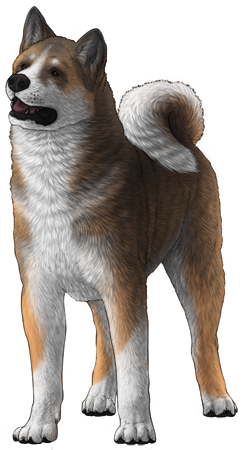 Akita