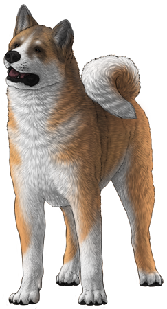 Akita