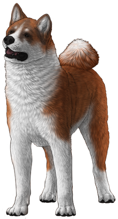 Akita