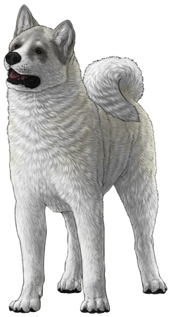 Akita